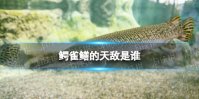 鳄雀鳝的天敌是谁 鳄雀鳝天敌介绍