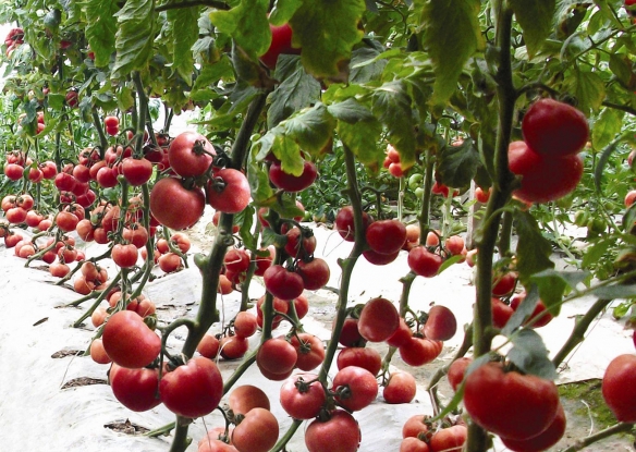 狼桃是哪种植物 蚂蚁庄园有一种植物曾经叫狼桃2月16日答案