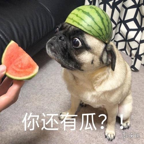吃瓜表情包